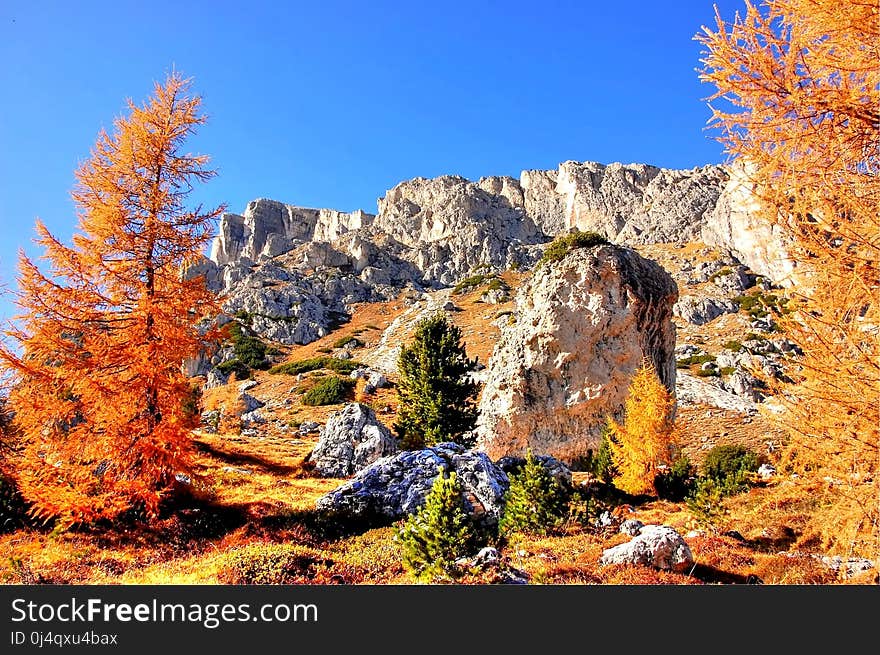 Nature, Wilderness, Tree, Woody Plant