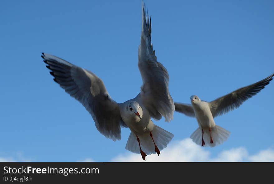 Bird, Sky, Fauna, Beak