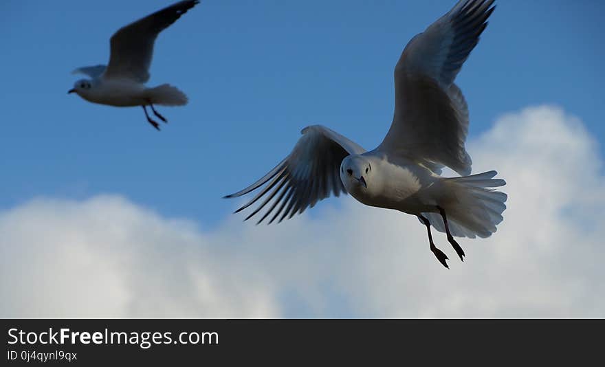 Sky, Bird, Fauna, Seabird