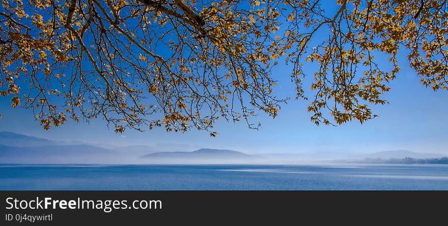 Sky, Nature, Water, Leaf