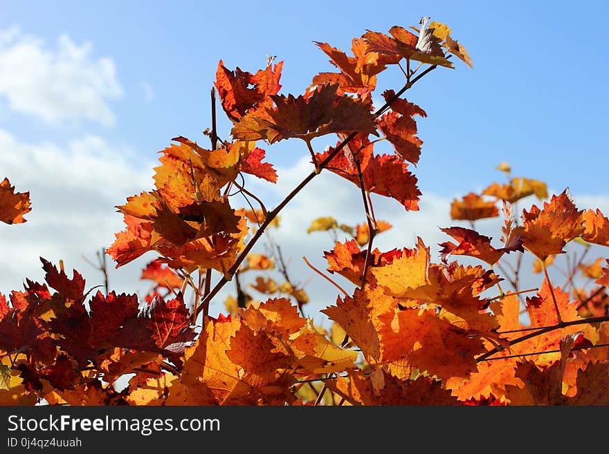 Leaf, Autumn, Sky, Yellow