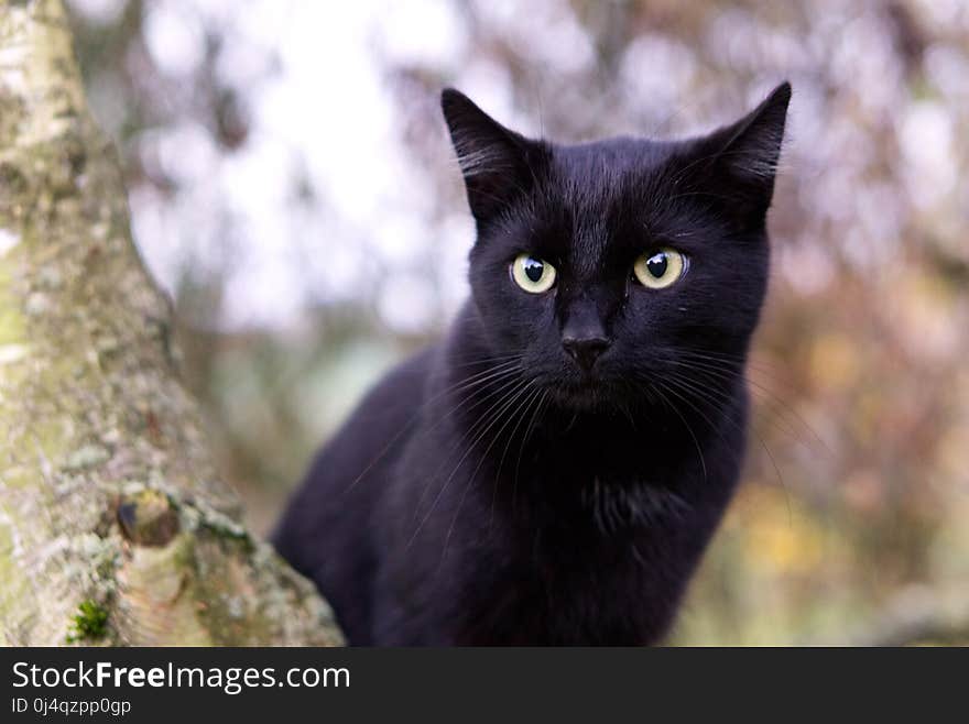 Cat, Black Cat, Whiskers, Mammal