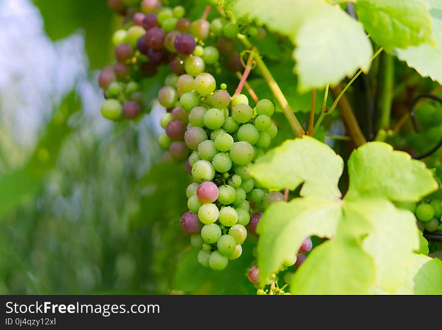 Grape, Grapevine Family, Fruit, Seedless Fruit