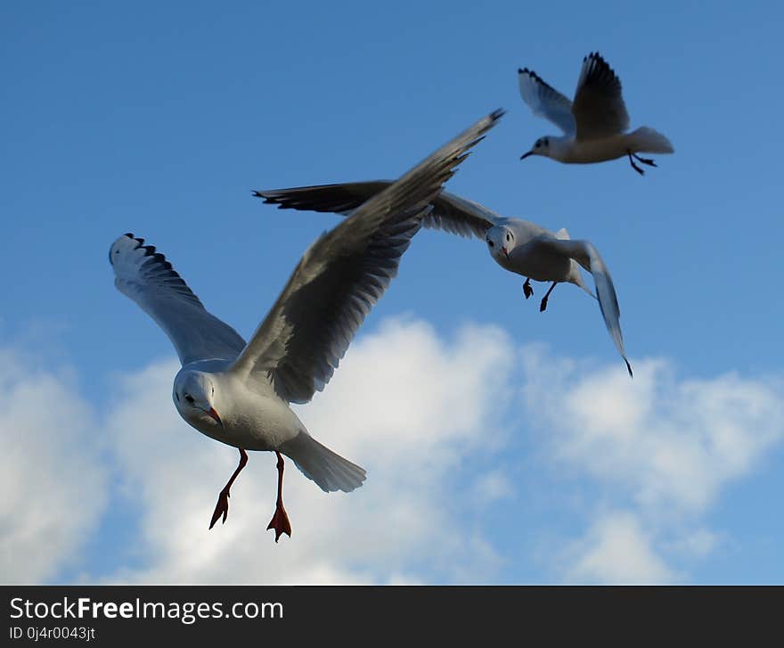 Bird, Gull, Sky, Seabird