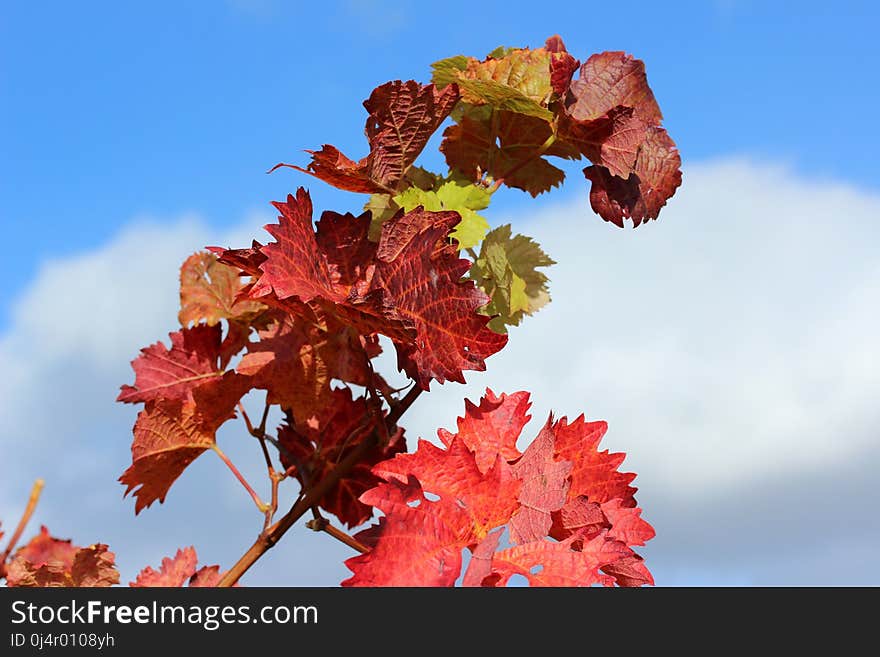 Leaf, Sky, Flora, Autumn