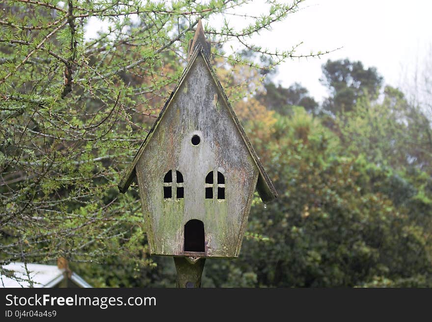 Tree, House, Chapel, Outdoor Structure