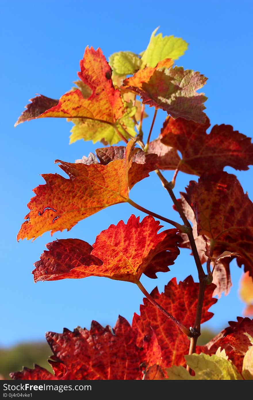 Leaf, Autumn, Maple Leaf, Sky