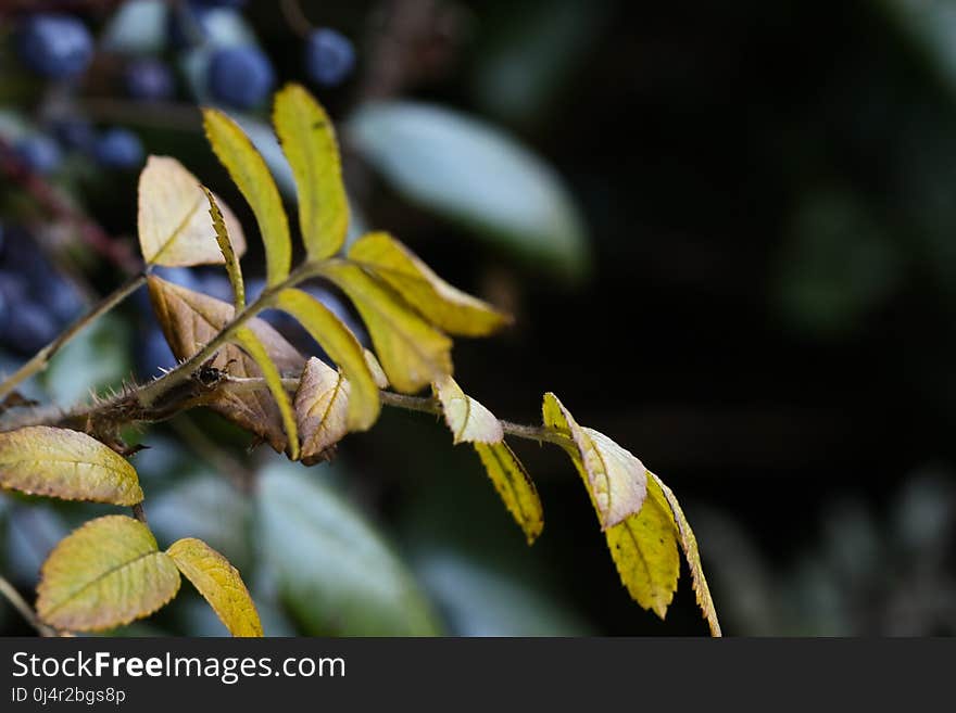 Leaf, Yellow, Flora, Branch