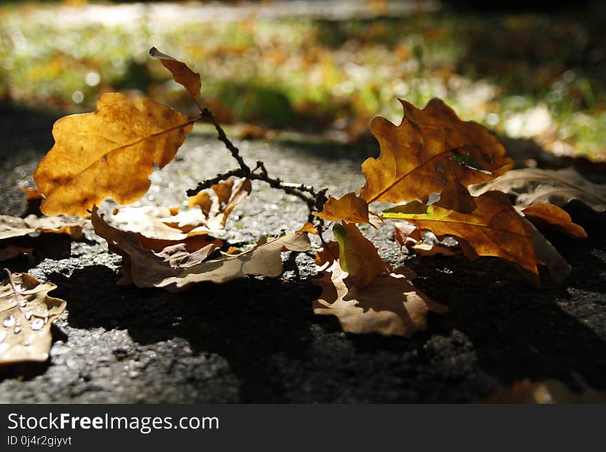 Leaf, Autumn, Deciduous, Fungus