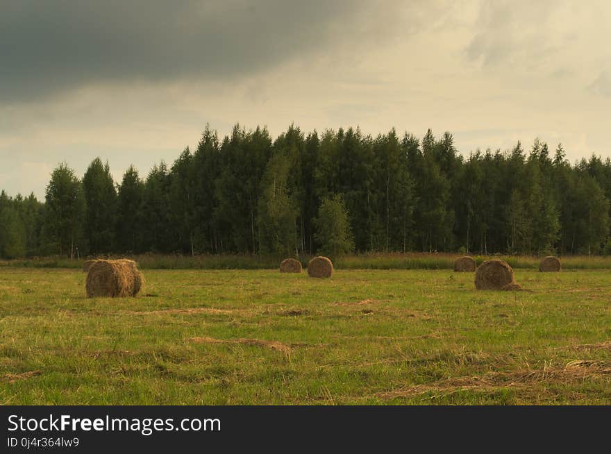 Hay, Grassland, Pasture, Field