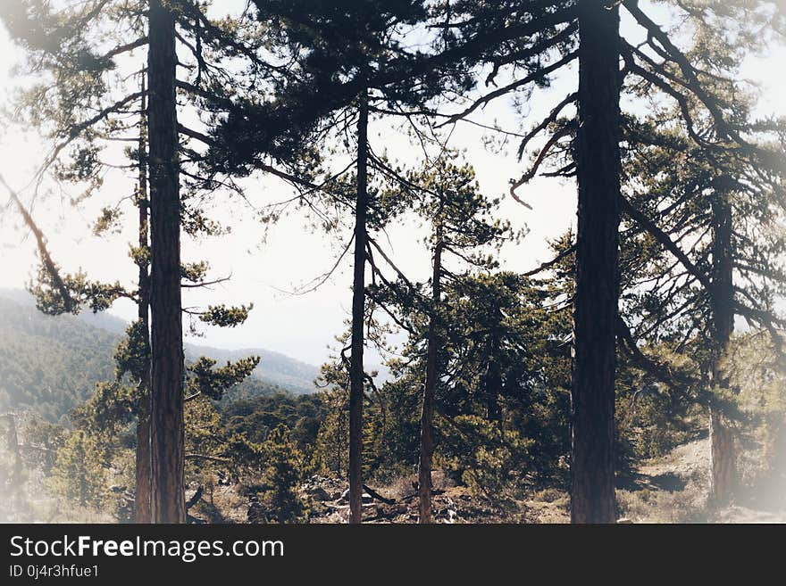 Troodos Nature Trails. The walking trails of the Troodos area, are of immense beauty and peace. Feel the unpolluted and clean air, the beauty of the forest and be ready for unique experiences, in natural waterfalls and places where, you can become one with nature!