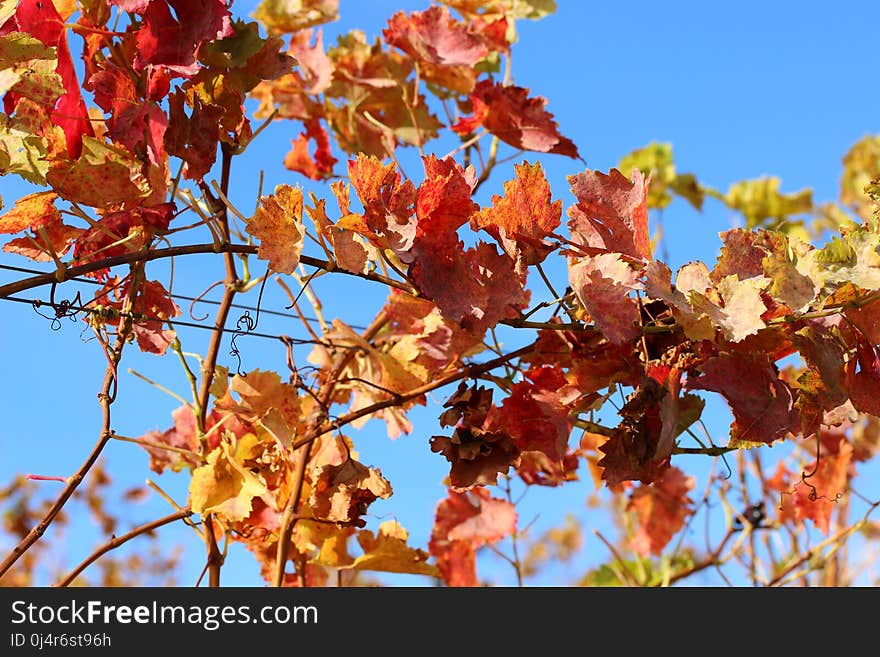 Branch, Flora, Spring, Tree