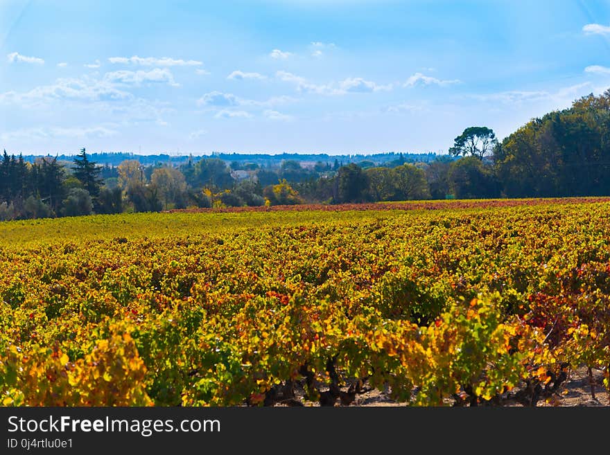 Agriculture, Leaf, Field, Sky