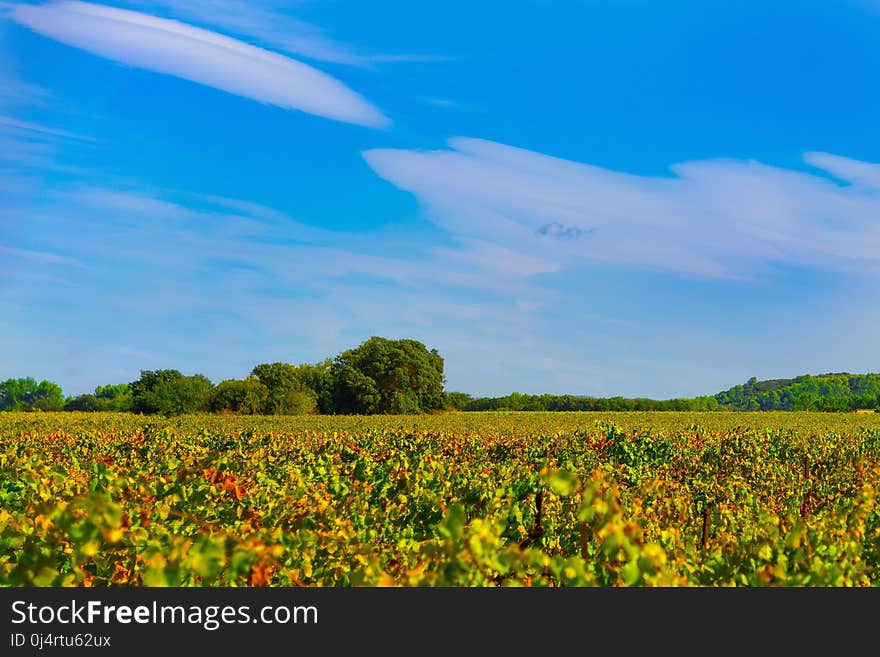 Sky, Field, Grassland, Ecosystem