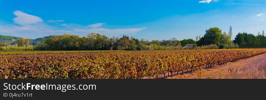 Field, Sky, Crop, Agriculture