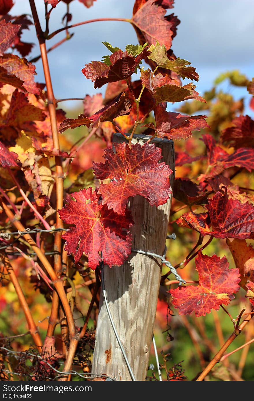 Leaf, Flora, Autumn, Plant