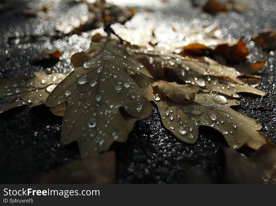 Water, Leaf, Close Up, Drop