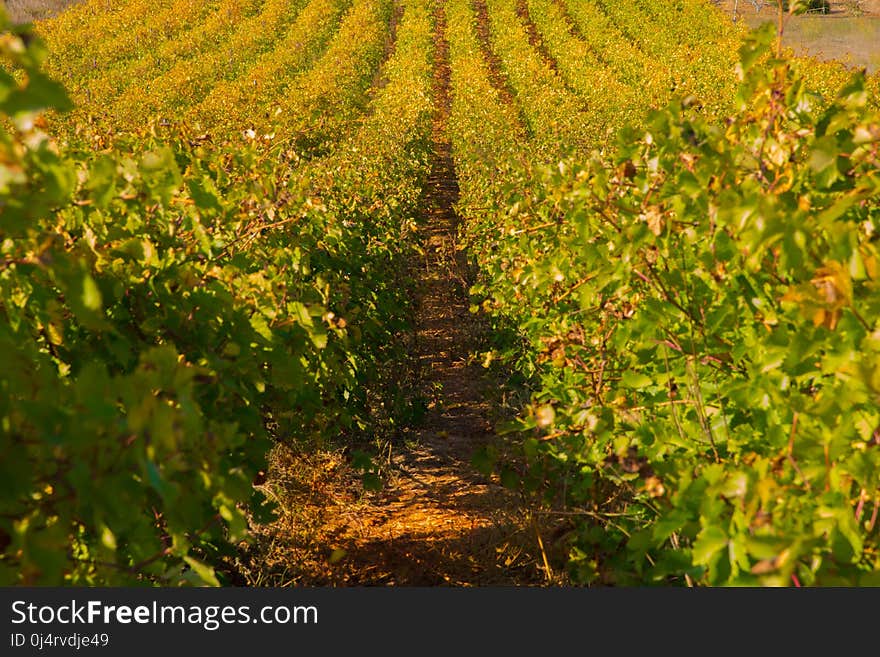 Agriculture, Vineyard, Crop, Field