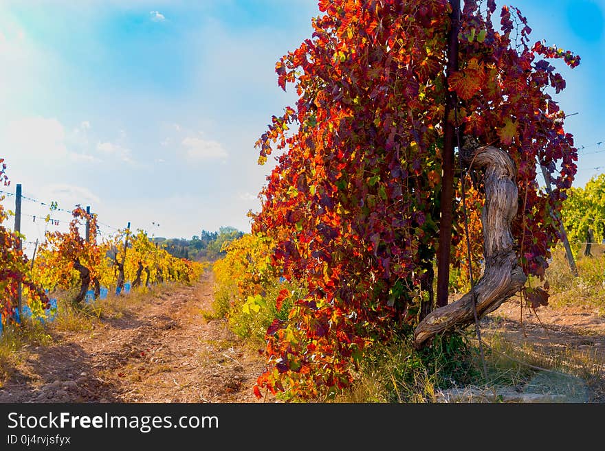 Tree, Autumn, Leaf, Agriculture