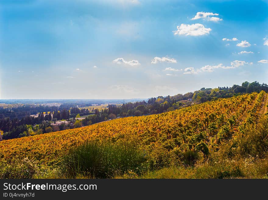 Sky, Field, Hill, Leaf