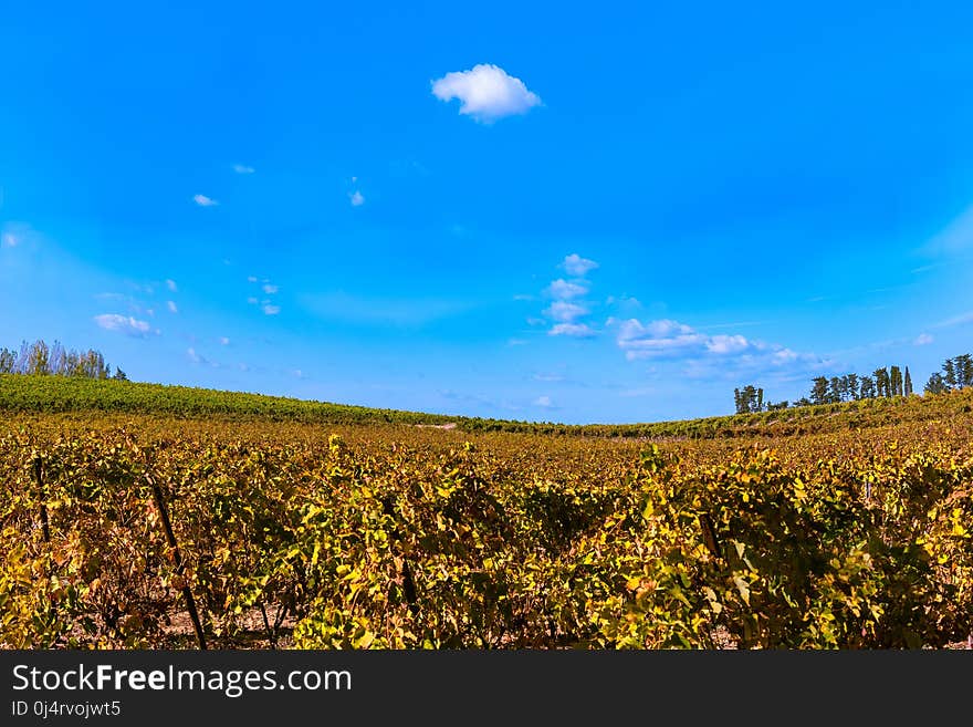 Sky, Field, Grassland, Agriculture