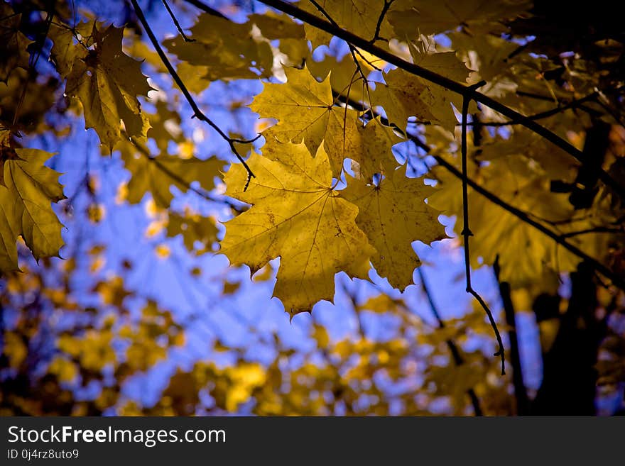 Leaf, Nature, Yellow, Autumn