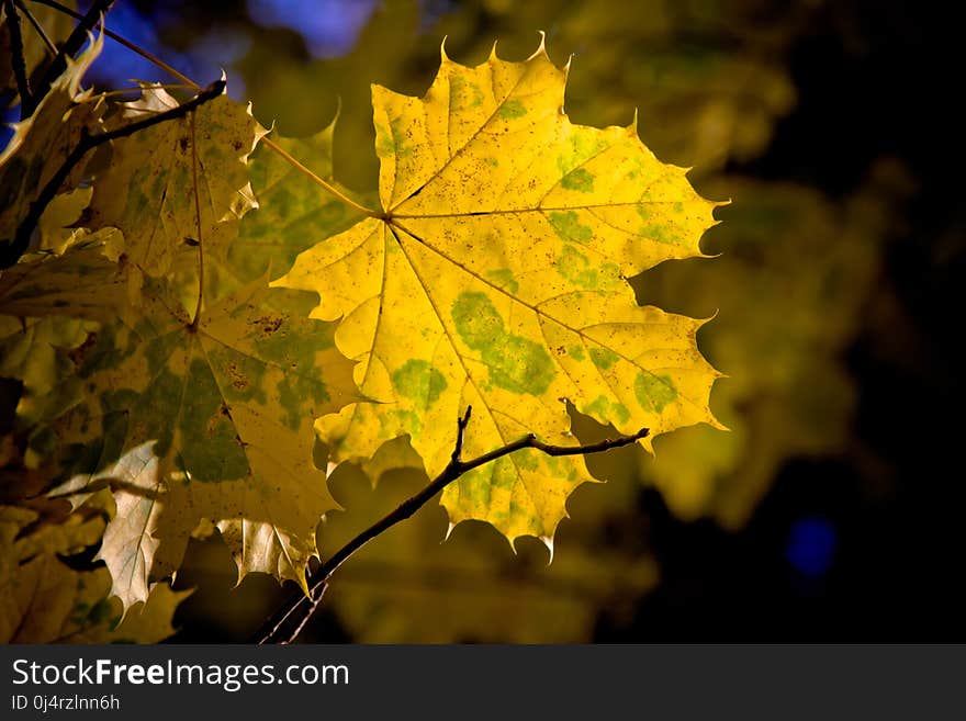 Leaf, Maple Leaf, Yellow, Autumn