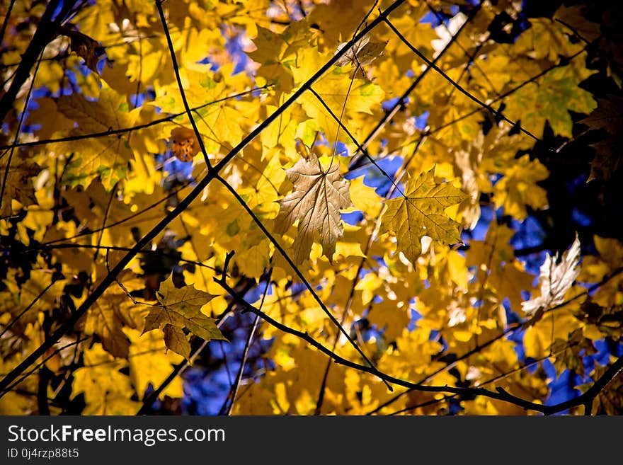 Leaf, Branch, Nature, Yellow