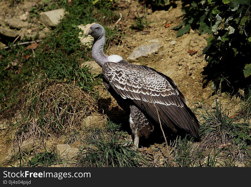 Fauna, Bird, Beak, Wildlife