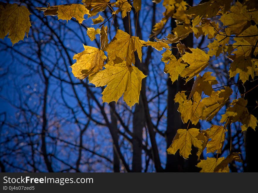 Leaf, Yellow, Nature, Autumn