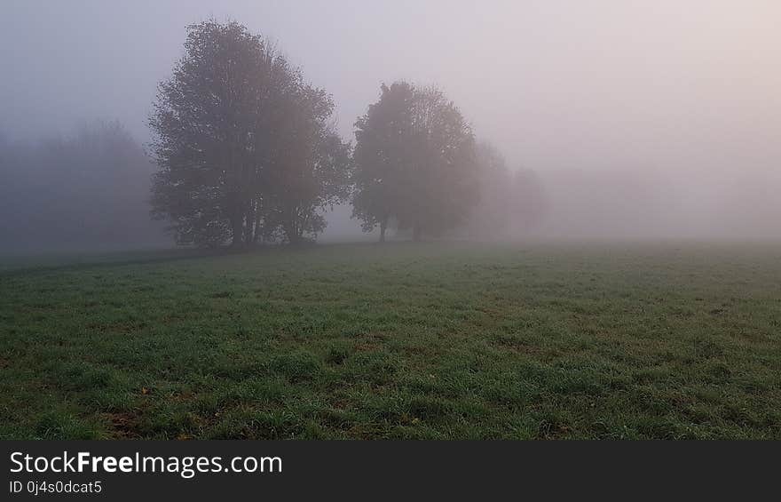 Fog, Mist, Morning, Atmosphere