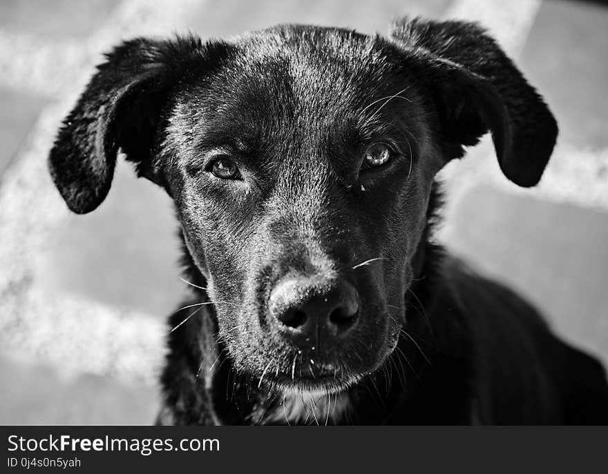 Dog, Black, Black And White, Dog Breed