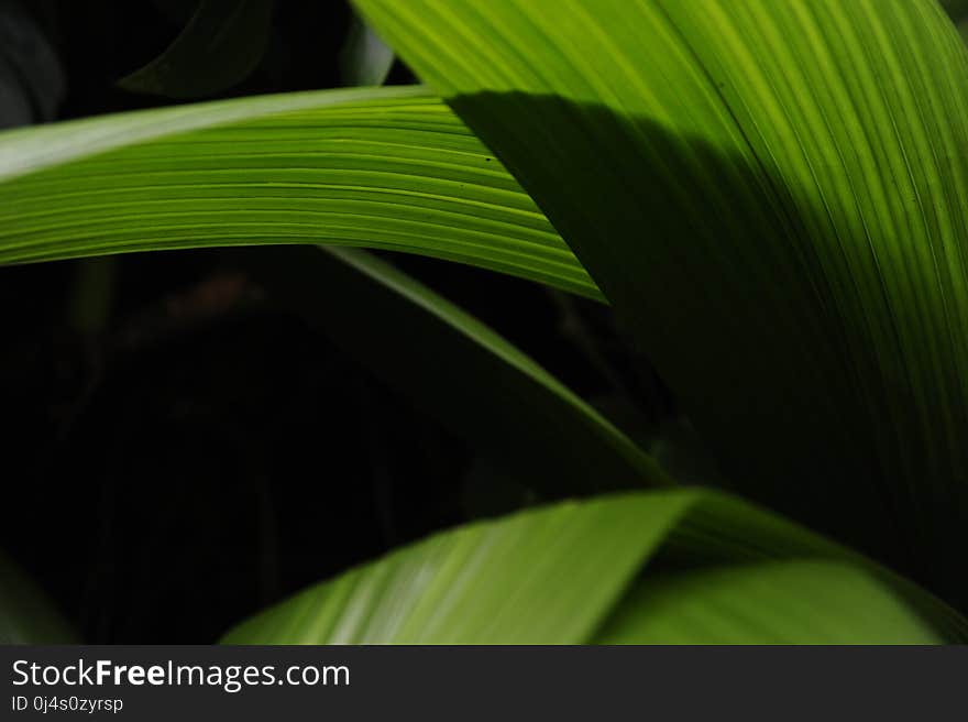 Leaf, Plant, Close Up, Banana Leaf