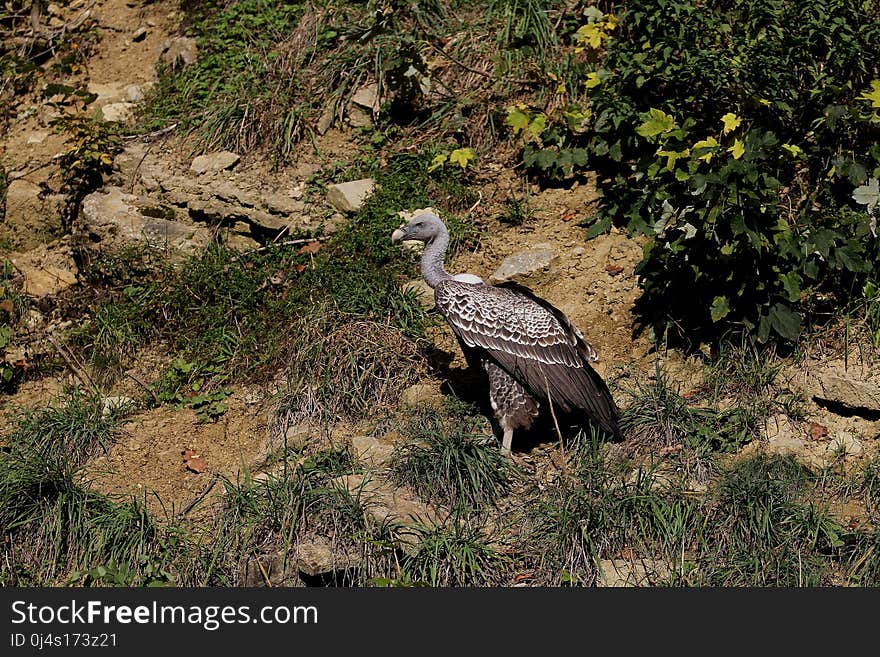 Bird, Ecosystem, Fauna, Nature Reserve