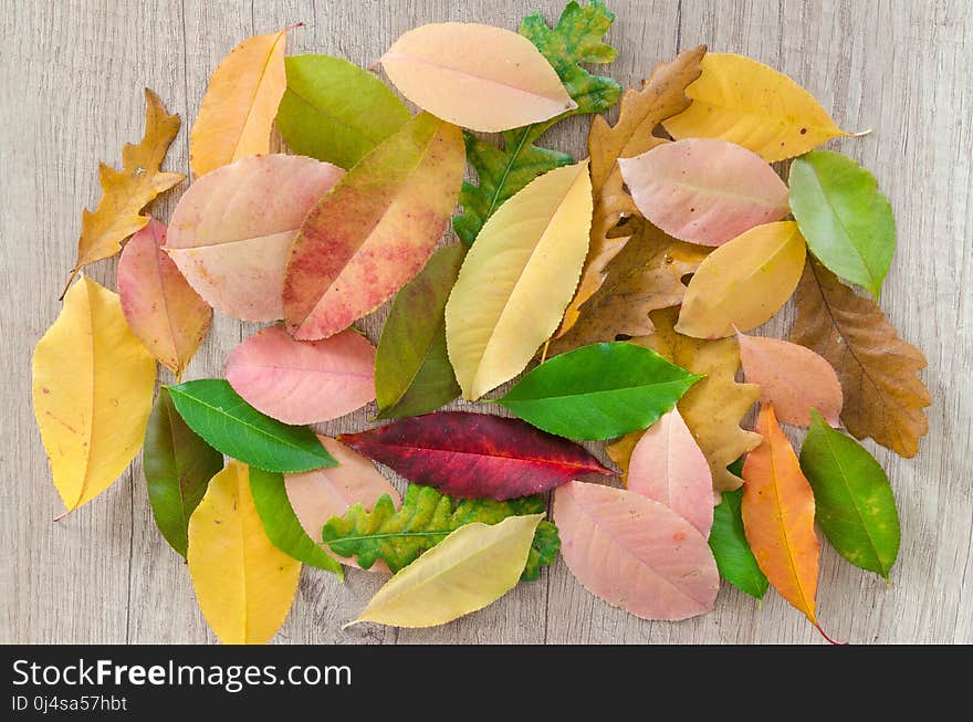 Leaf, Petal, Fruit