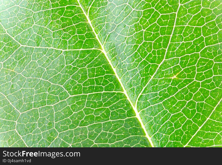 Leaf, Plant, Pattern, Plant Pathology