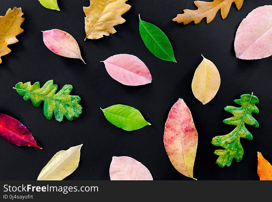 Leaf, Petal