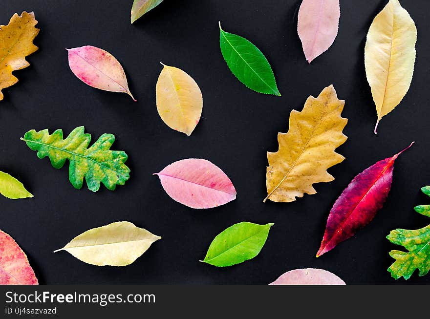 Leaf, Petal