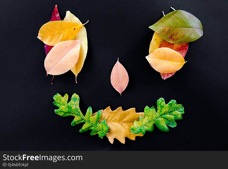 Leaf, Petal, Flower, Fruit