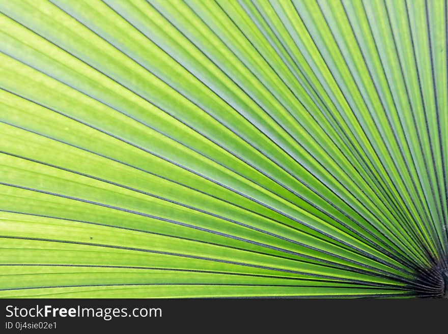 Leaf, Green, Plant, Palm Tree