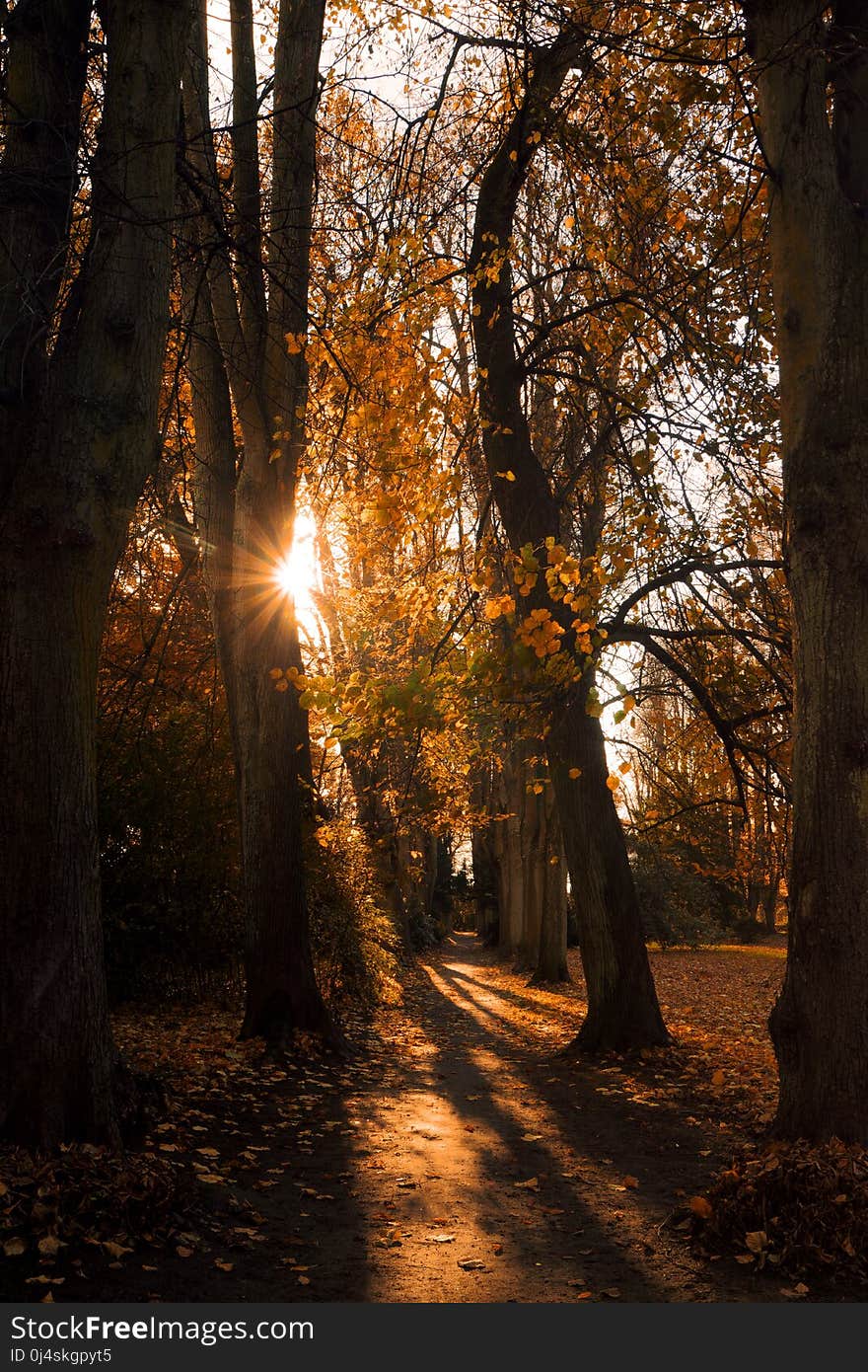 Nature, Woodland, Tree, Autumn