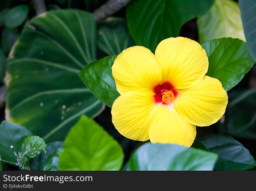 Flower, Plant, Yellow, Flora