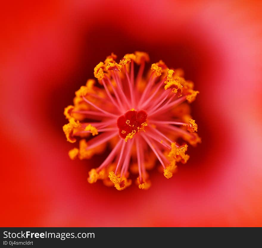 Flower, Orange, Macro Photography, Close Up