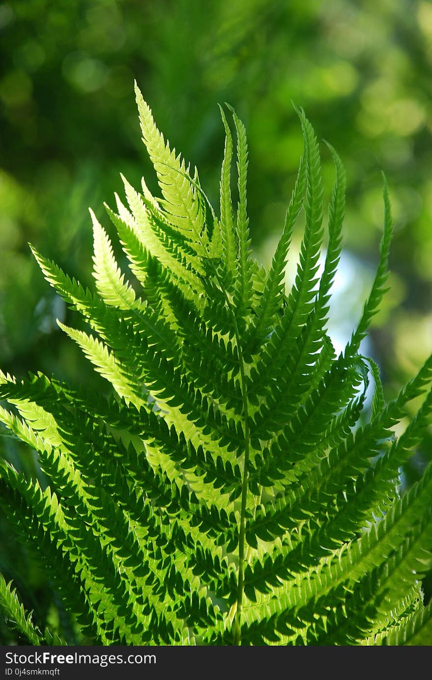 Plant, Vegetation, Ferns And Horsetails, Fern