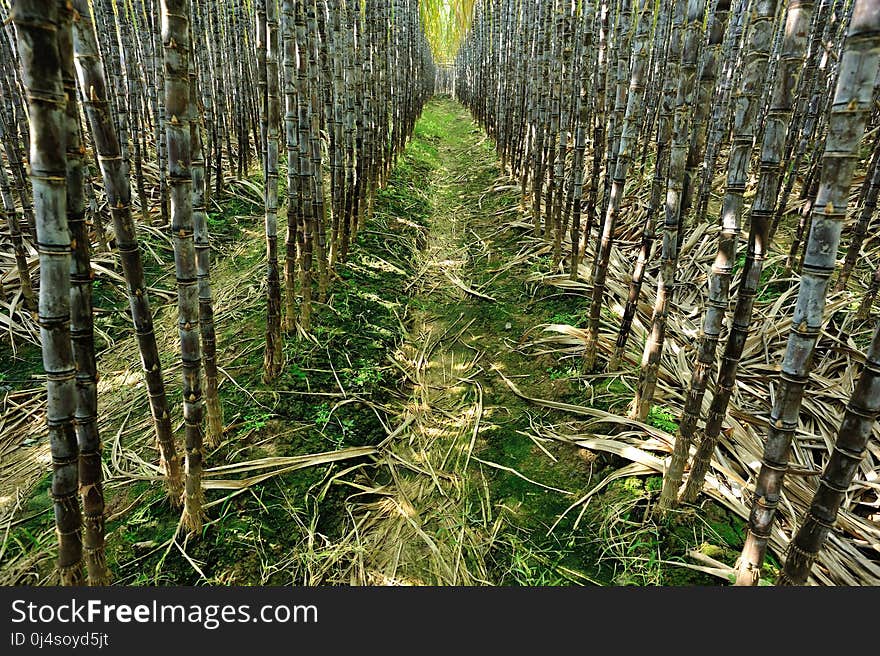 Sugarcane plants growing at field