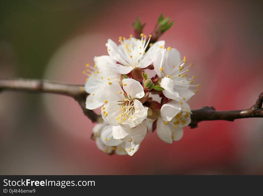 White, Blossom, Flower, Spring