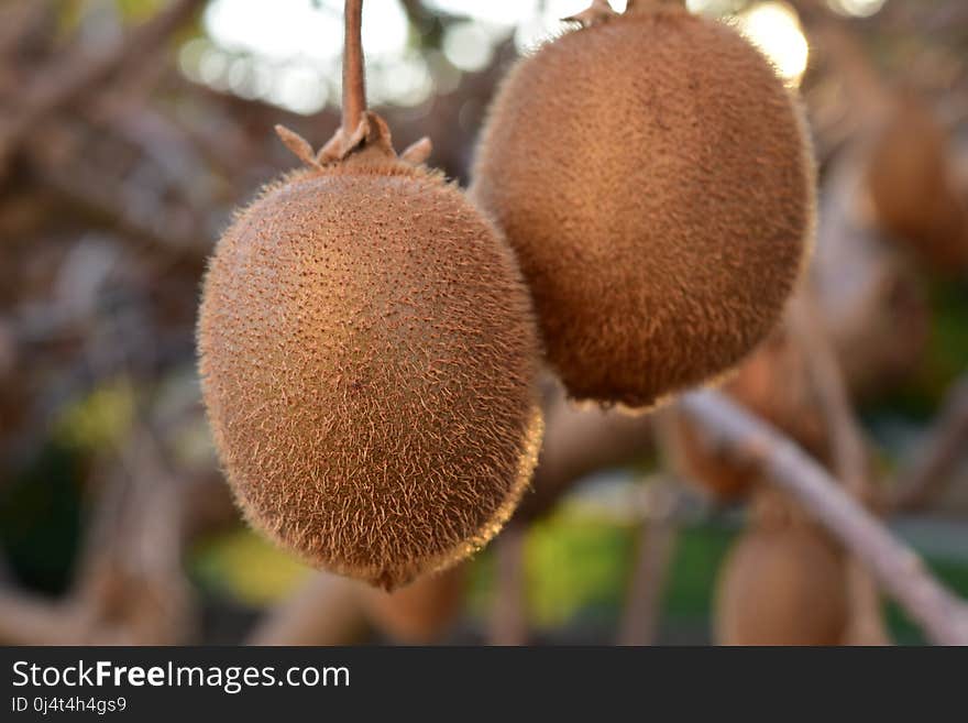 Fruit, Kiwifruit, Close Up, Artocarpeae