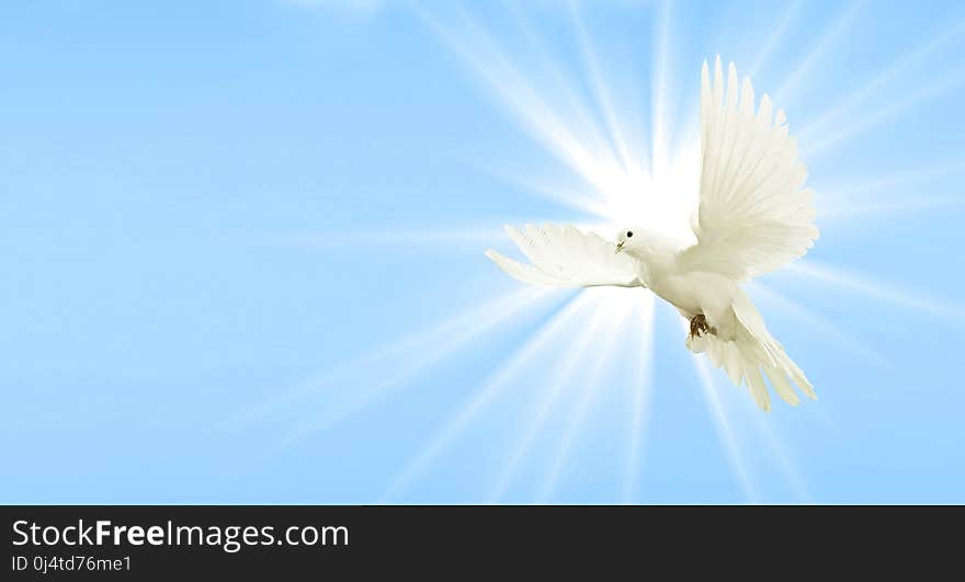 Sky, Wing, Beak, Daytime