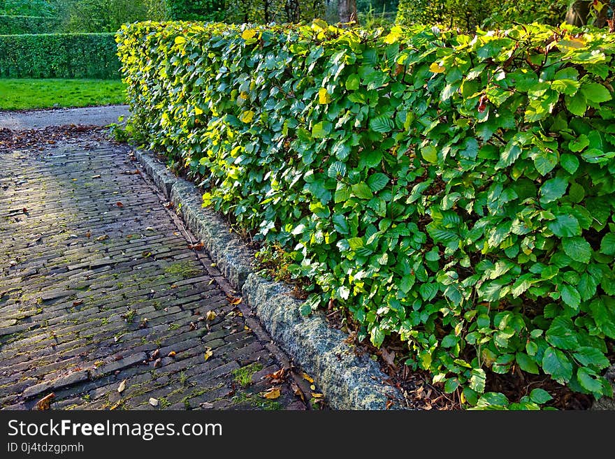 Plant, Leaf, Tree, Shrub