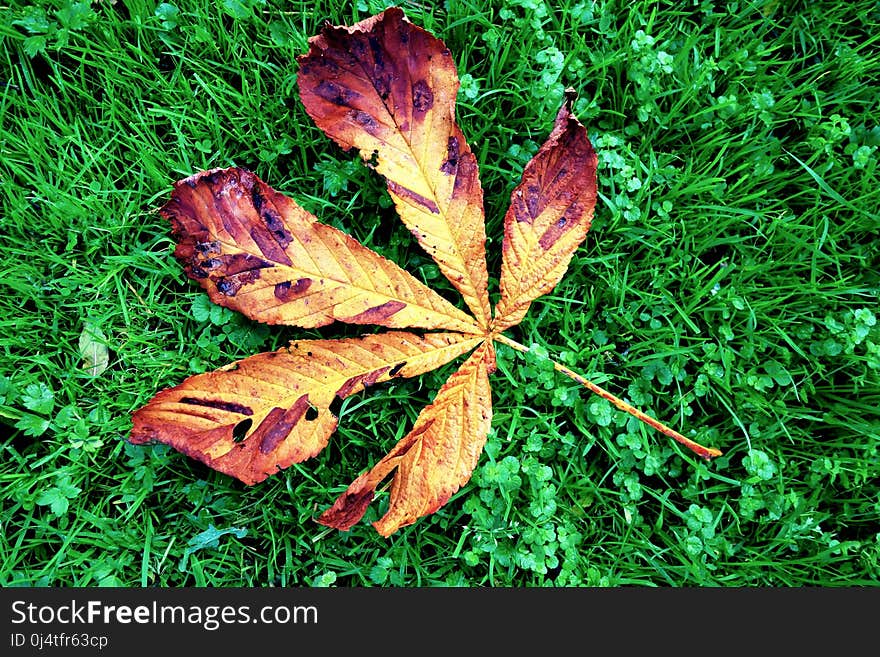 Leaf, Plant, Grass, Autumn